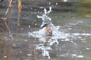 2023年1月15日(日) 千里南公園の野鳥観察記録