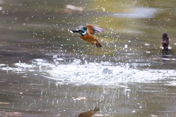 カワセミ 千里南公園 2023年1月15日(日)