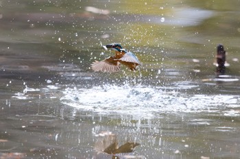 カワセミ 千里南公園 2023年1月15日(日)