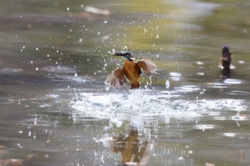 カワセミ 千里南公園 2023年1月15日(日)