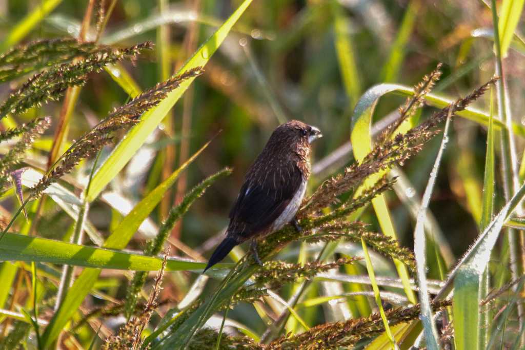 Photo of White-rumped Munia at 三義 by たかとん