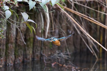 カワセミ 千里南公園 2023年1月15日(日)