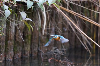 カワセミ 千里南公園 2023年1月15日(日)