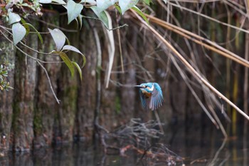 カワセミ 千里南公園 2023年1月15日(日)