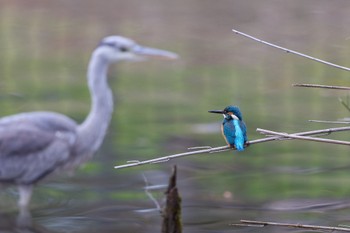 カワセミ 千里南公園 2023年1月15日(日)