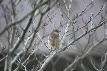 2023年1月7日(土) 横浜青葉台の野鳥観察記録