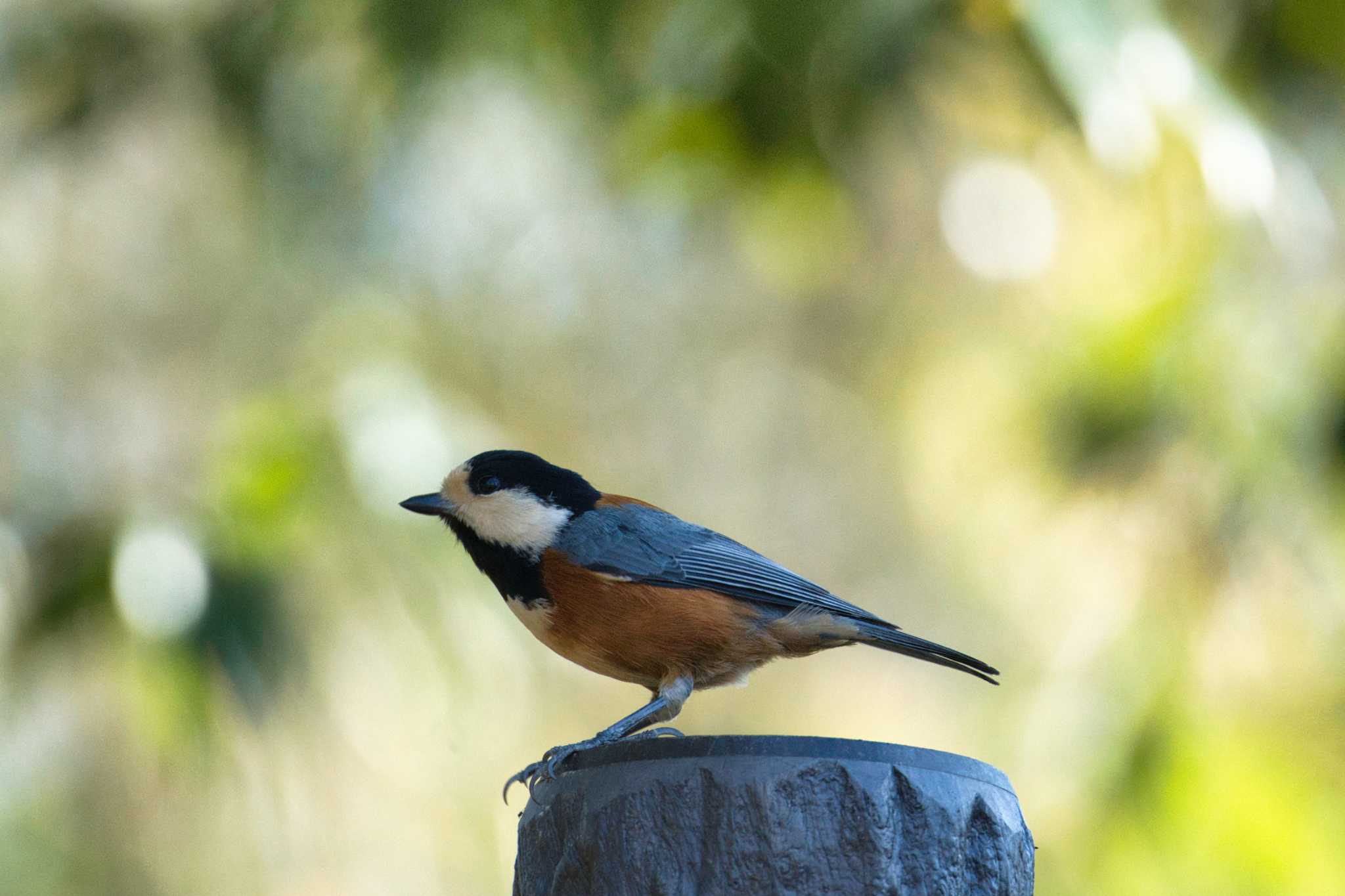 Photo of Varied Tit at 寺家ふるさと村 by jyara520