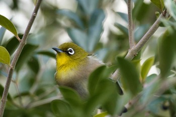 Warbling White-eye 北八朔公園 Fri, 1/6/2023