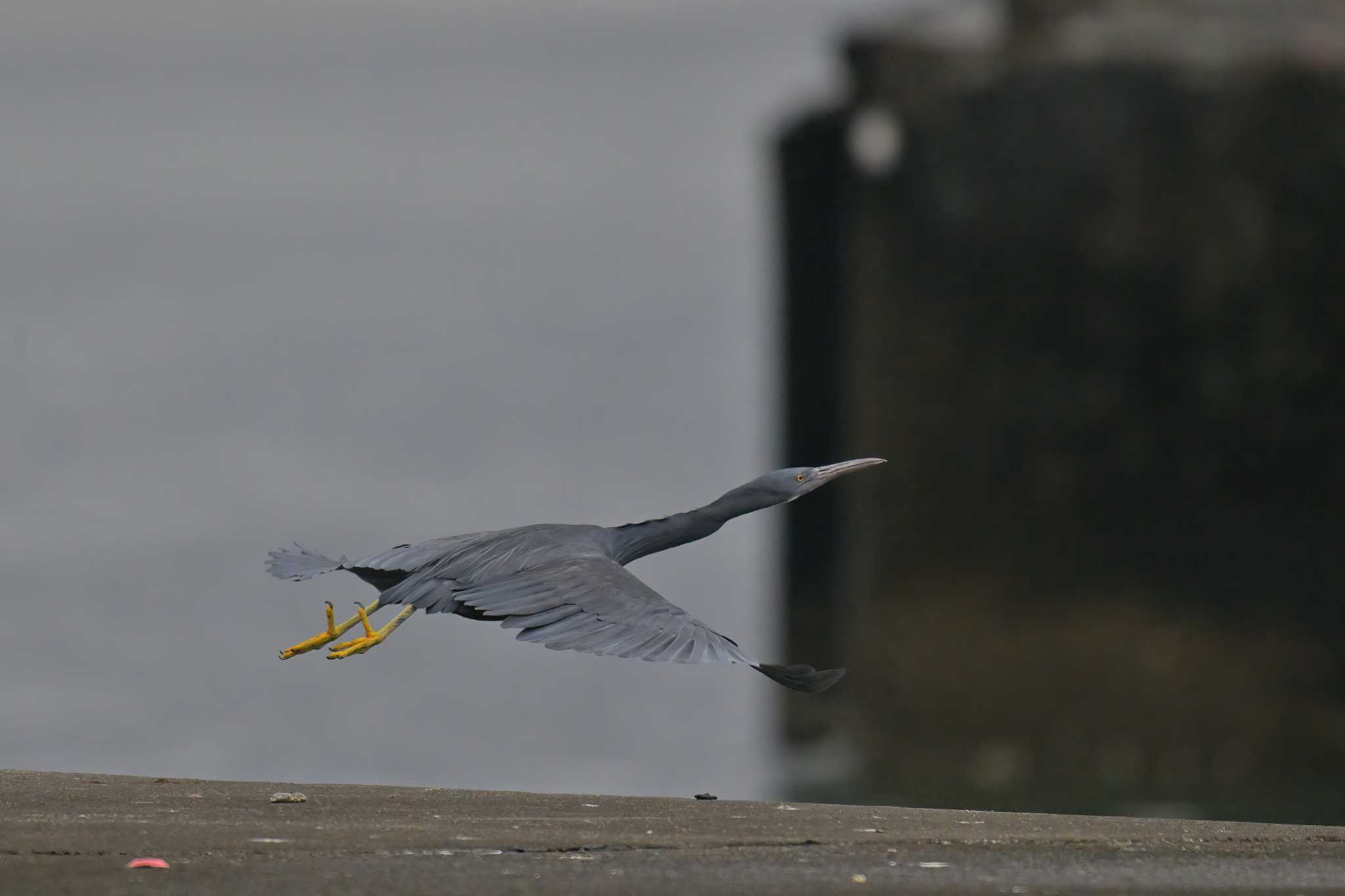 銚子漁港 クロサギの写真 by birds@hide3