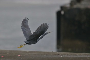 クロサギ 銚子漁港 2023年1月15日(日)