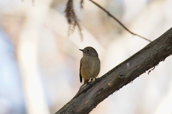 Daurian Redstart Yatoyama Park Wed, 1/11/2023