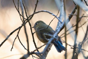 ルリビタキ 座間谷戸山公園 2023年1月11日(水)