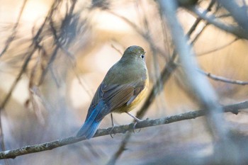 Red-flanked Bluetail Yatoyama Park Wed, 1/11/2023