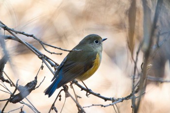 Red-flanked Bluetail Yatoyama Park Wed, 1/11/2023