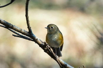 Red-flanked Bluetail Yatoyama Park Wed, 1/11/2023