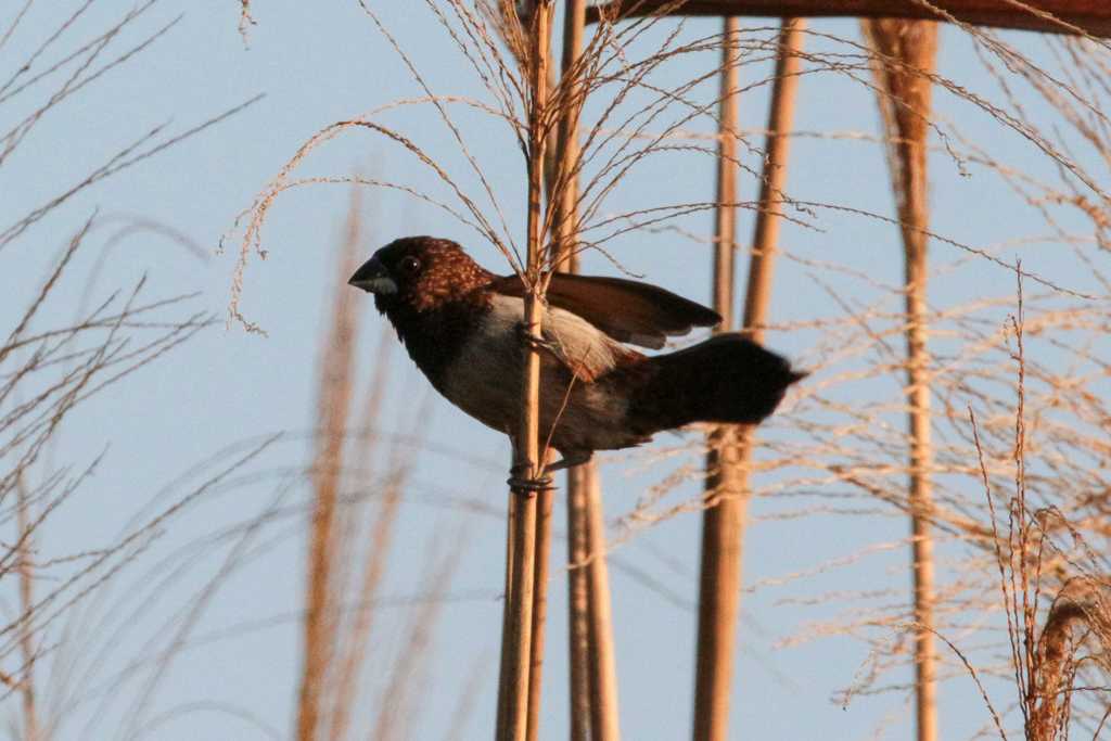 White-rumped Munia