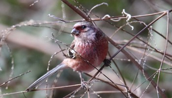 Siberian Long-tailed Rosefinch 神奈川県 Wed, 1/4/2023