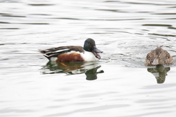 2023年1月15日(日) 大阪城公園の野鳥観察記録