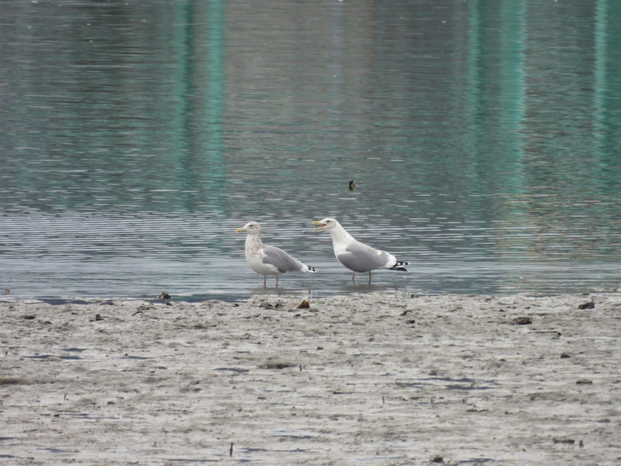 Vega Gull