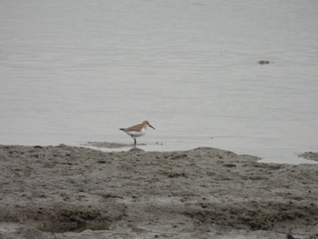 Dunlin 福山市松永湾 Sun, 1/15/2023