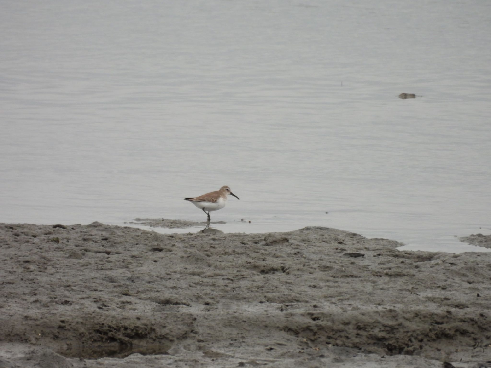 Photo of Dunlin at 福山市松永湾 by 大瑠璃力三郎