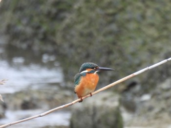 Common Kingfisher 福山市松永湾 Sun, 1/15/2023