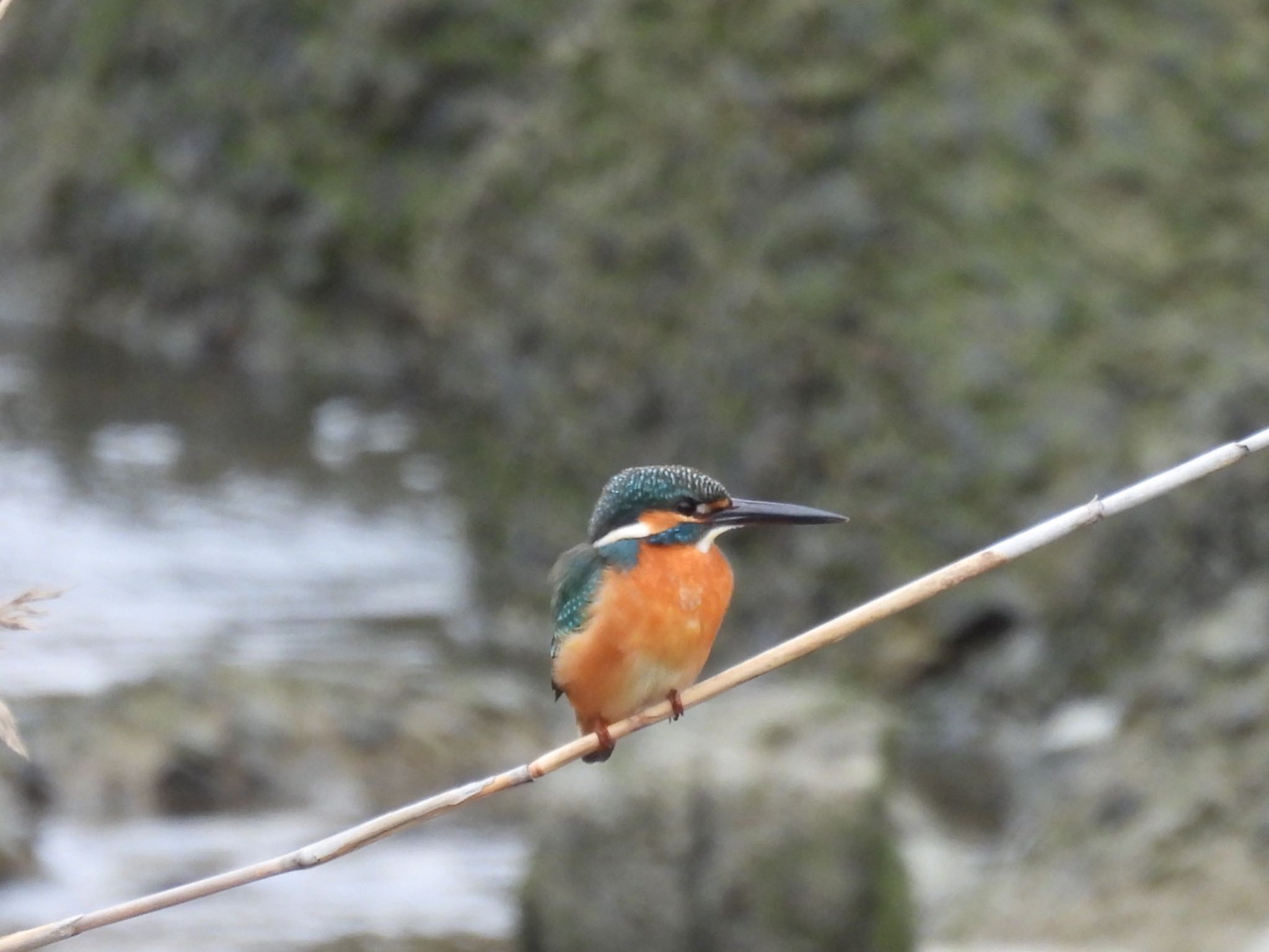 Common Kingfisher