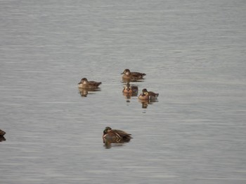 Baikal Teal 岡山県笠岡市 Sun, 1/15/2023