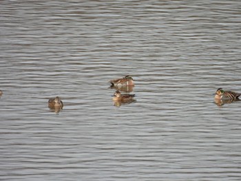 Baikal Teal 岡山県笠岡市 Sun, 1/15/2023