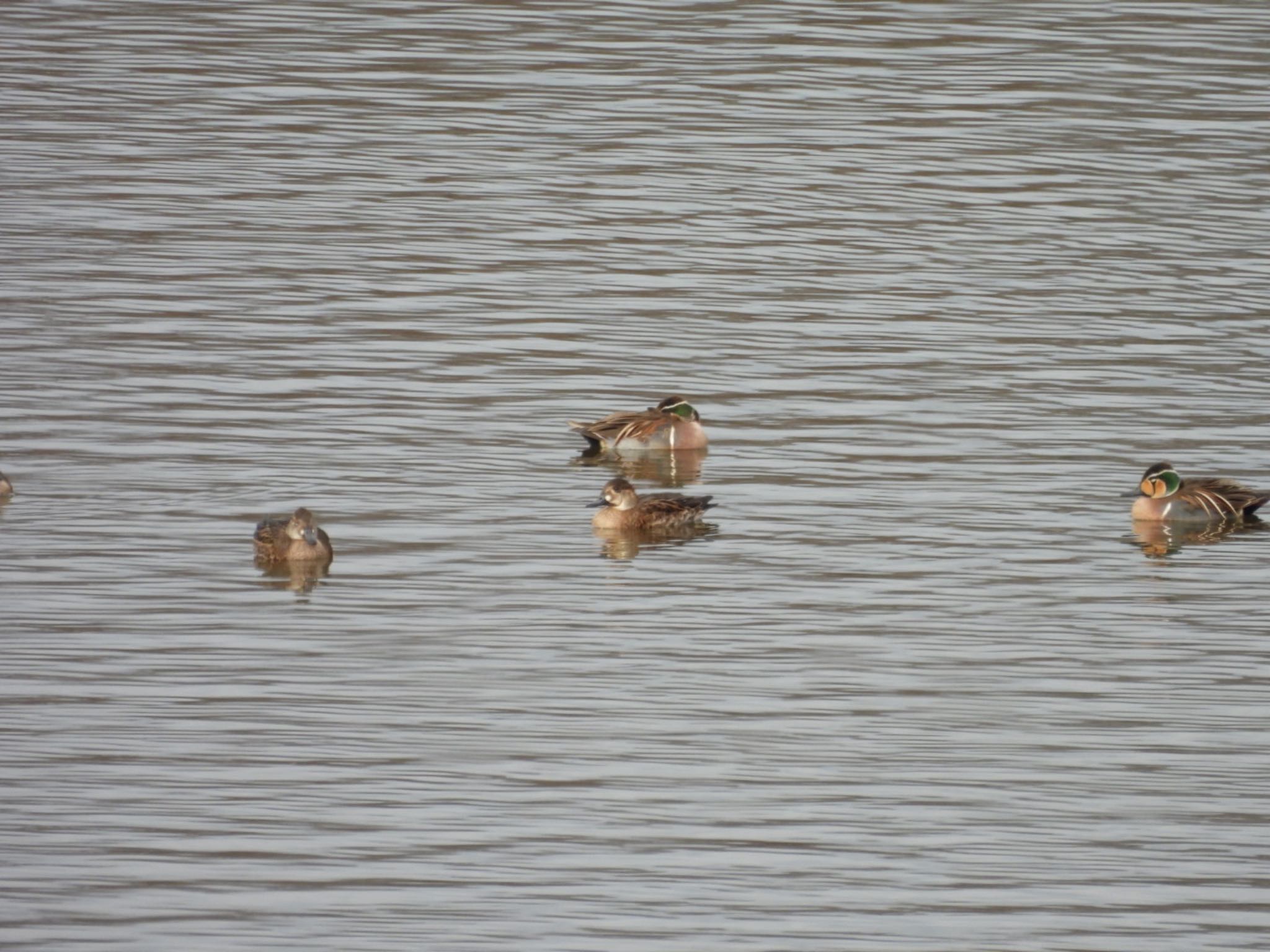 Photo of Baikal Teal at 岡山県笠岡市 by 大瑠璃力三郎