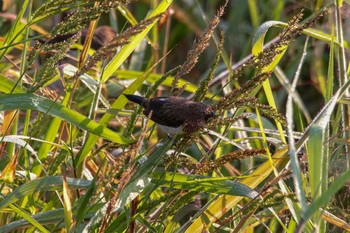 White-rumped Munia 三義 Wed, 3/28/2018