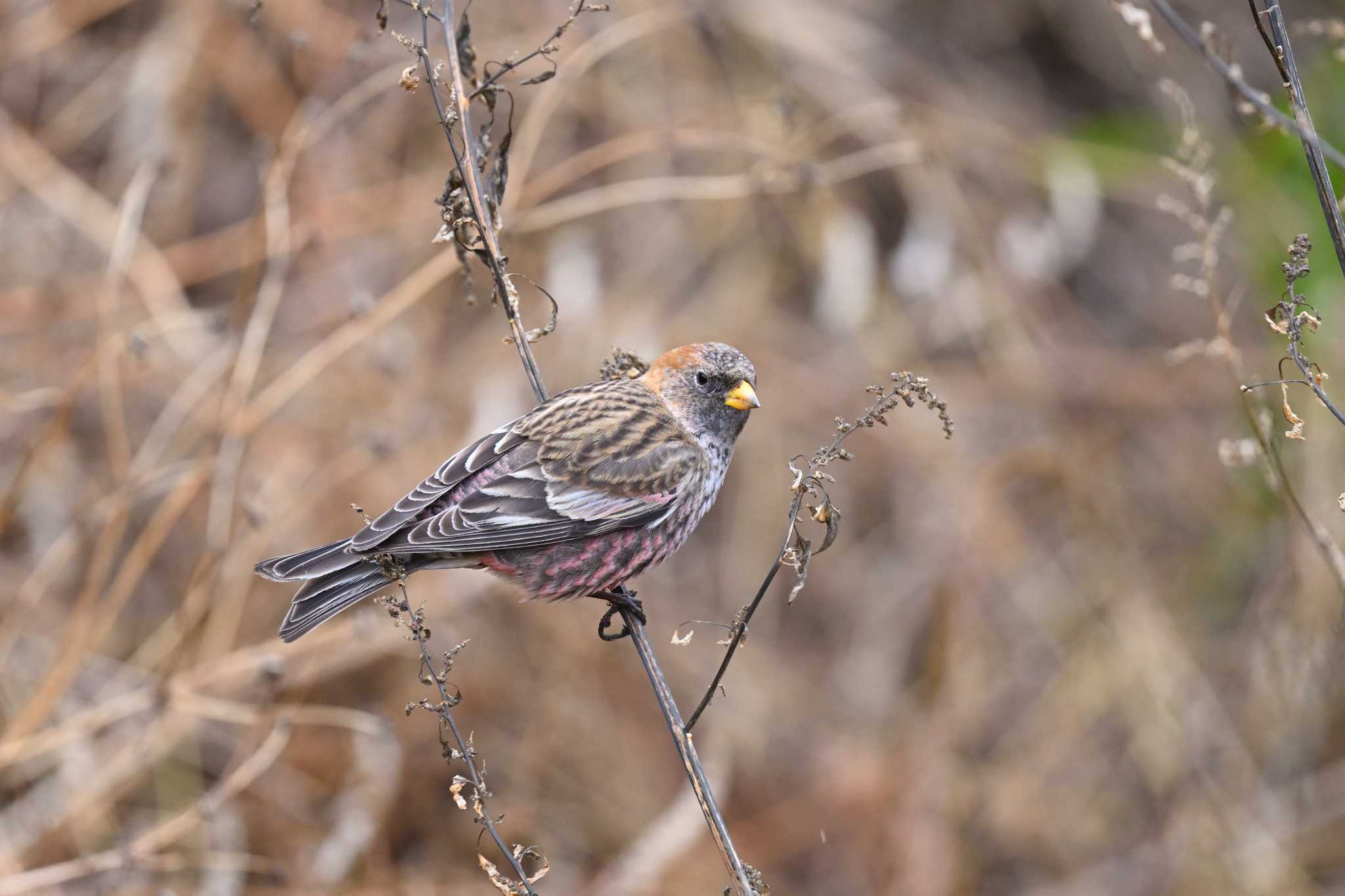 Photo of Asian Rosy Finch at Mt. Tsukuba by ダイ