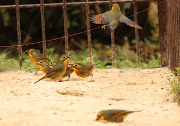 ソウシチョウ 清水公園 2023年1月15日(日)