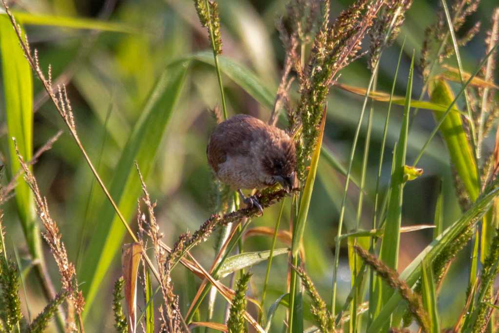 Scaly-breasted Munia