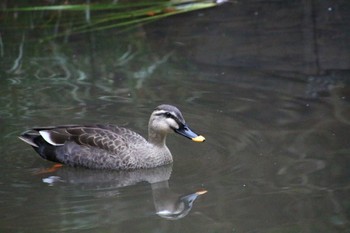 Eastern Spot-billed Duck Higashitakane Forest park Sun, 1/15/2023