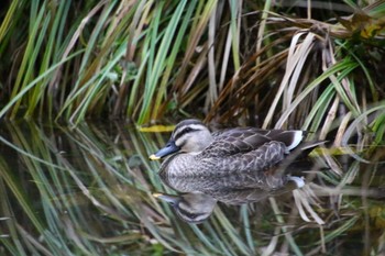 Eastern Spot-billed Duck Higashitakane Forest park Sun, 1/15/2023