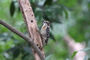 Japanese Pygmy Woodpecker Higashitakane Forest park Sun, 1/15/2023