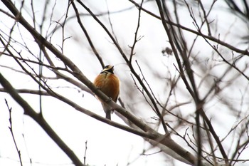 Varied Tit Higashitakane Forest park Sun, 1/15/2023