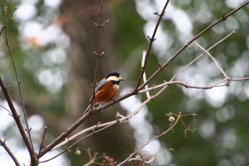 Varied Tit Higashitakane Forest park Sun, 1/15/2023