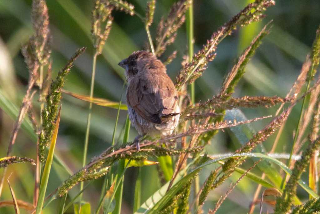 Photo of Scaly-breasted Munia at 三義 by たかとん