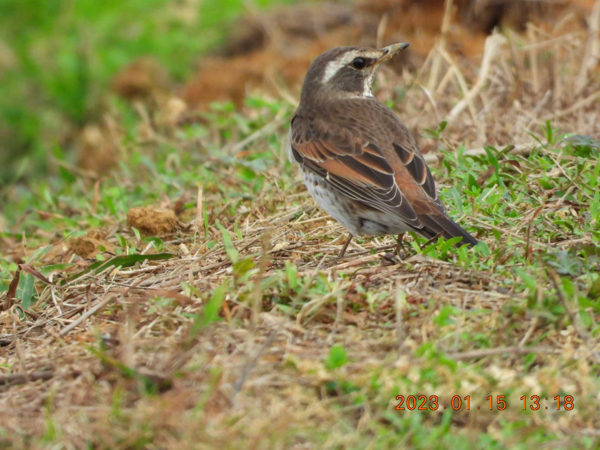 Photo of Dusky Thrush at 金武町田いも畑(沖縄県) by minami 