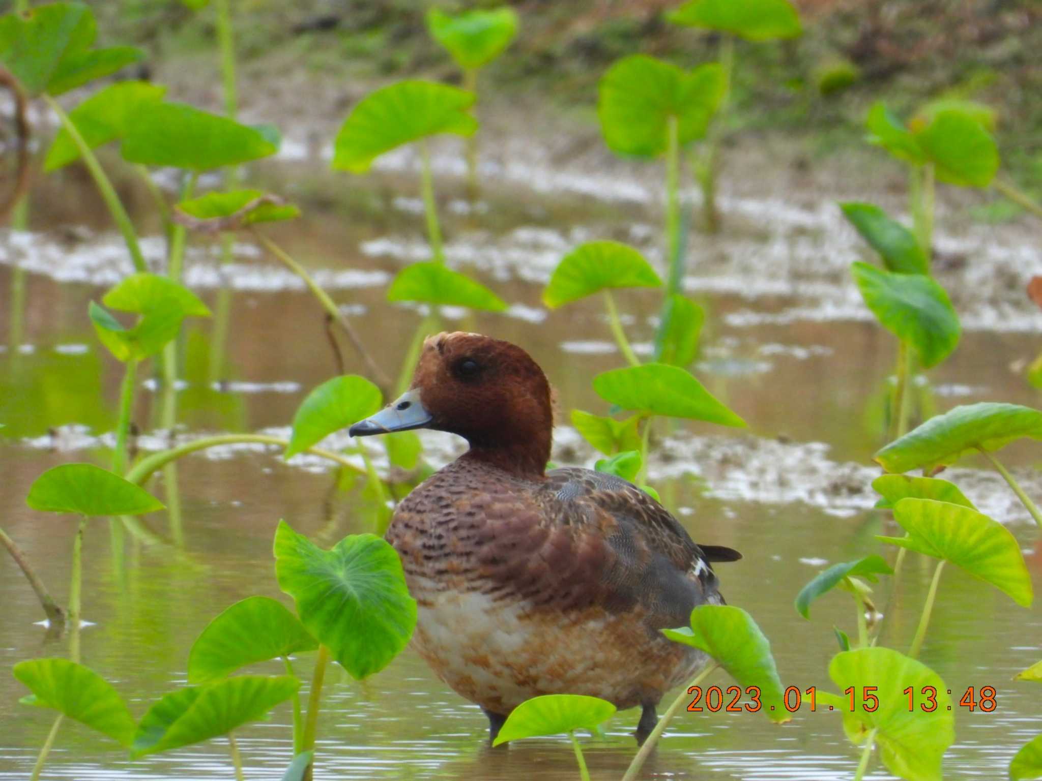 Photo of Eurasian Wigeon at 金武町田いも畑(沖縄県) by minami 