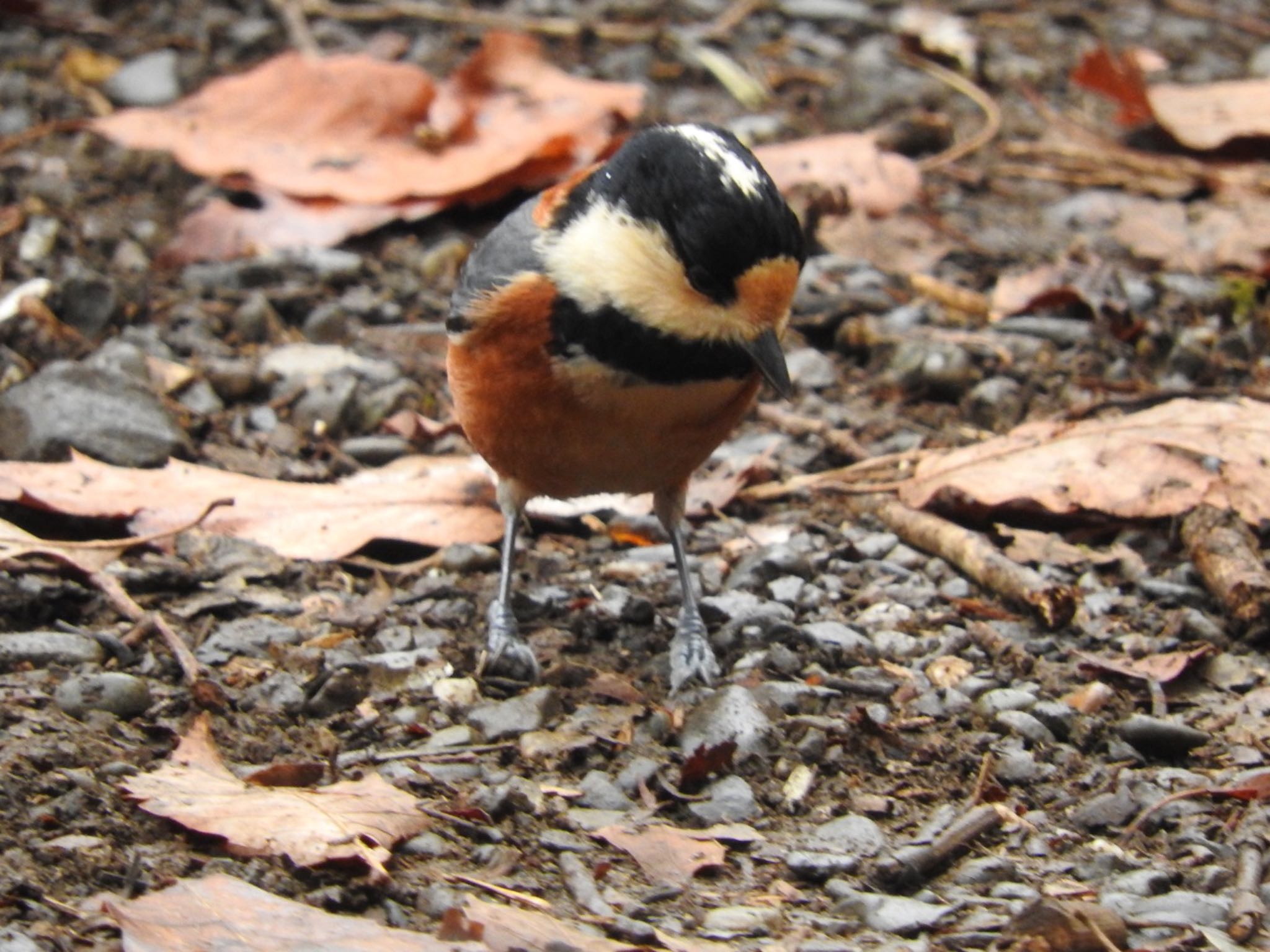 Photo of Varied Tit at 横浜市 by まさ