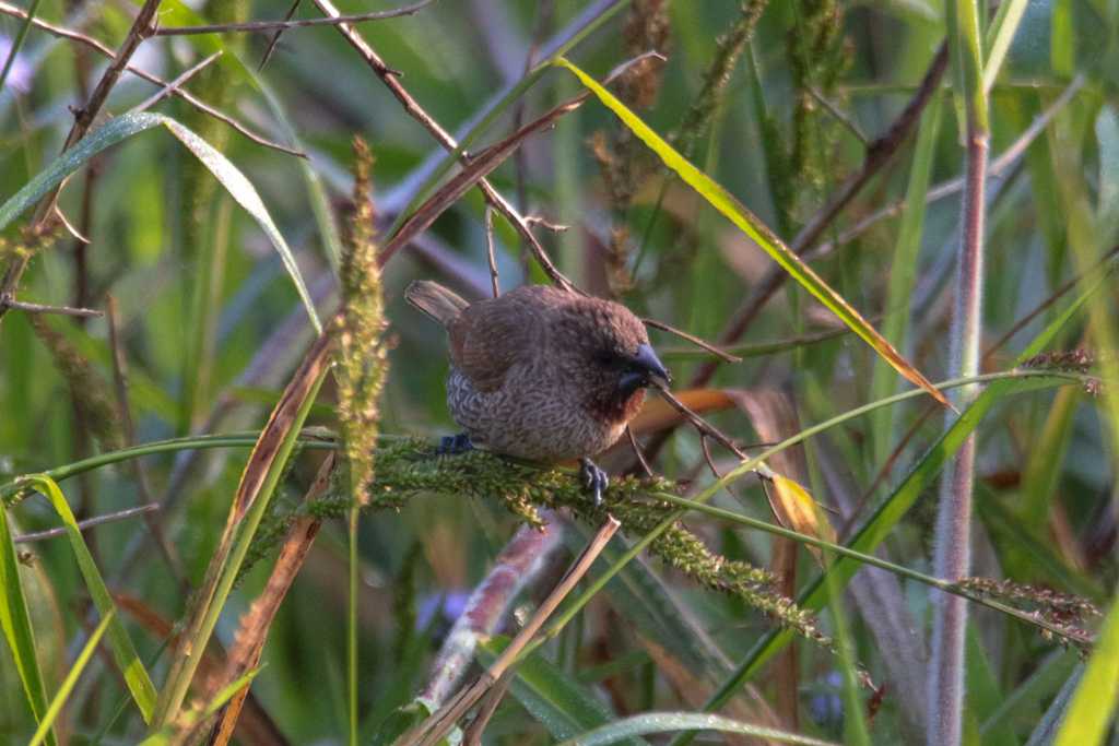 Scaly-breasted Munia