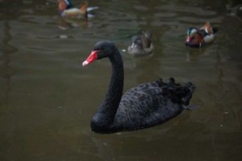 Black Swan Unknown Spots Sun, 1/15/2023