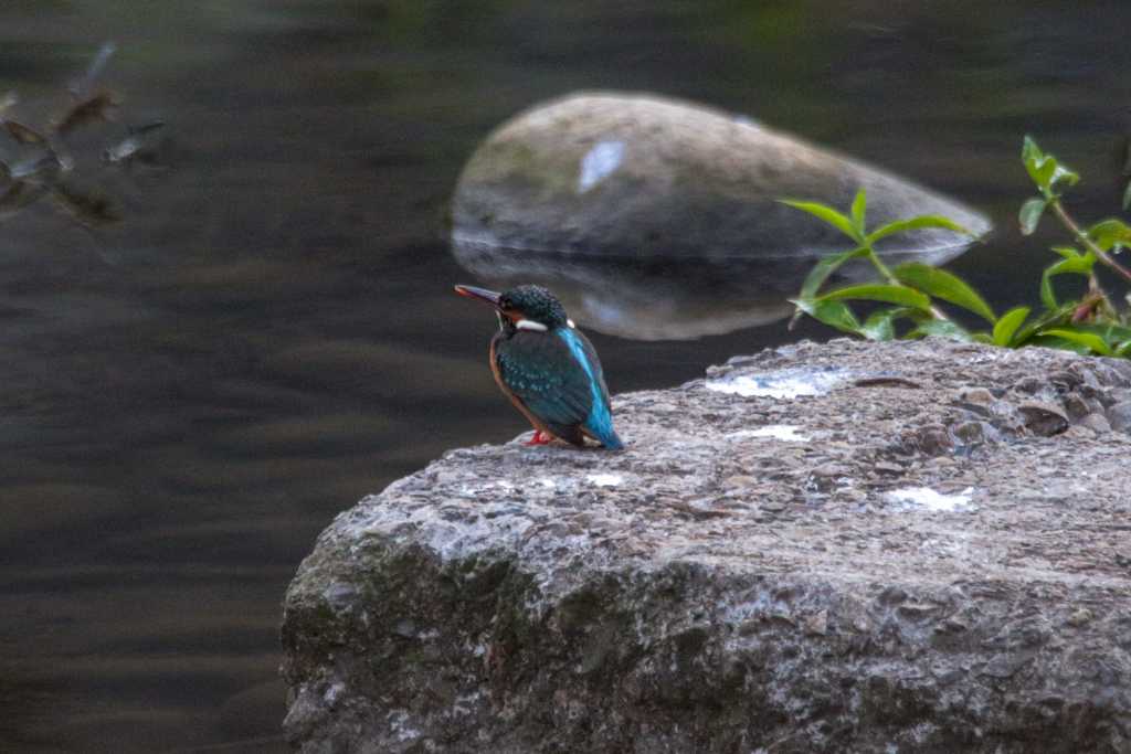 カワセミ