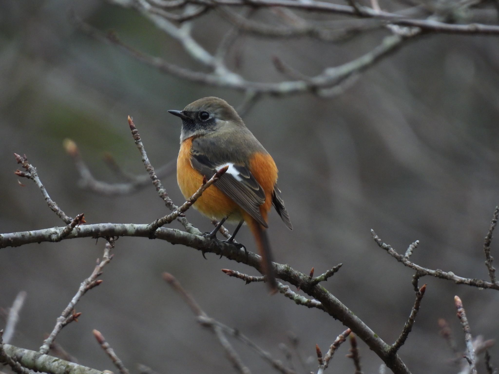 Daurian Redstart