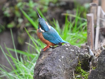 Common Kingfisher 東京都稲城市 Sun, 1/15/2023