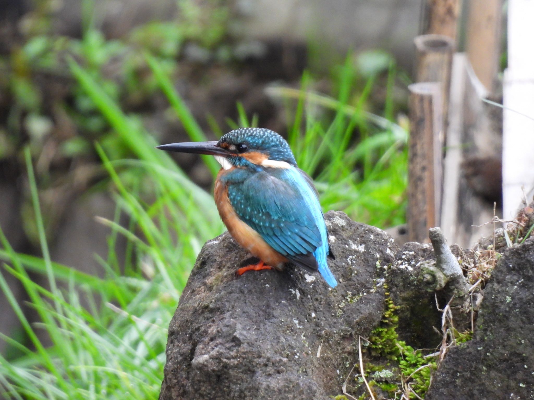 Photo of Common Kingfisher at 東京都稲城市 by 鳥散歩