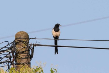 Eurasian Magpie 三義 Wed, 3/28/2018
